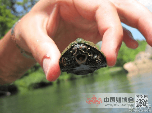 这年头,乌龟都可以张嘴说话了.