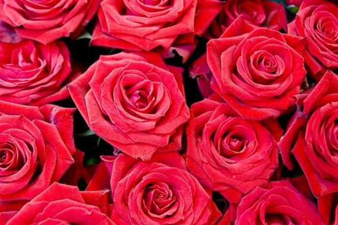 众所周知，玫瑰是爱情之花，天然火红的颜色，犹如一份正在热恋中的爱情一样，火热而甜蜜，正是犹如玫瑰的特殊含义，因此无论在表白中还是求婚中，男孩都喜欢用玫瑰来表达自己的情感。在求婚过程中，不仅仅要有求婚钻戒，还要有玫瑰花，只有这样浪漫的气氛才能够被更好的衬托出来。那么求婚送多少朵玫瑰花好呢？