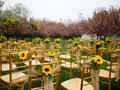 植物园草坪婚礼  向日葵主题